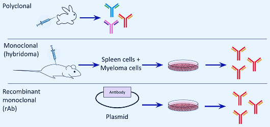 Plasmid-based Recombinant Monoclonal Antibodies: What They Are and Why You  Should Be Excited About Them